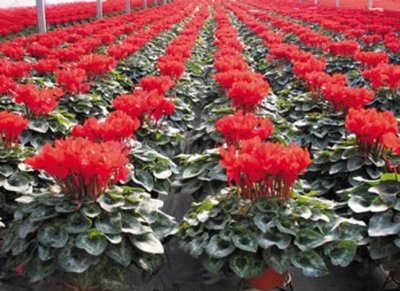 002041登海种业微跌1.15% 成果转让背景下的市场反应分析